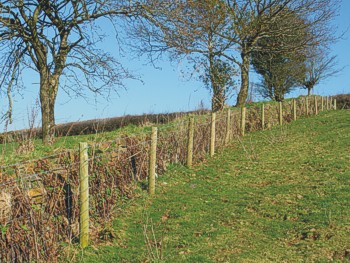 A Cornish hedge